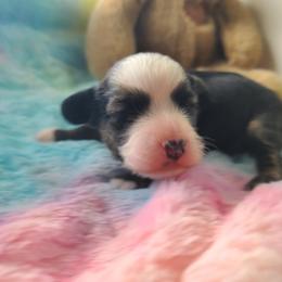 Long Haul's the Lone Drifter - Sable male Chinese Crested puppy in New Castle, Pennsylvania from Long Haul Cresteds & Long Rotts