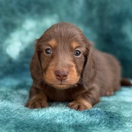 Brody - Chocolate and tan male Dachshund puppy in Lincoln, Arkansas from Red Dirt Dachshunds