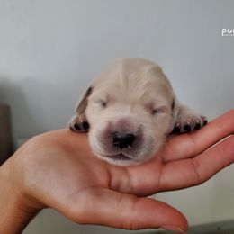Golden Retriever Puppies from Lakeside Goldens