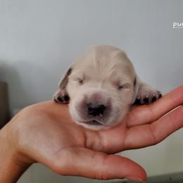 Golden Retriever Puppies from Lakeside Goldens
