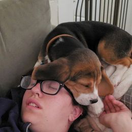 Beagle Puppies from Roylcrest Beagles