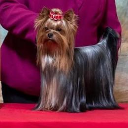Nova - Yorkshire Terrier
