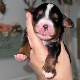 Marshall - Tri-color male Bernedoodle puppy in Hillsboro, Oregon from Myt fine doodles