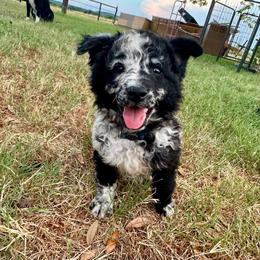 Merlin - Black merle male Mudi puppy in Raeford, North Carolina from Wodan Kennels