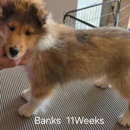 BANKS - Sable and white male Shetland Sheepdog puppy in Yavapai County, Arizona from Windsong Shelties