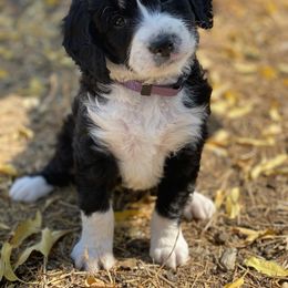 Australian Cattle Dog and Bernedoodle Puppies from Diamond U Doodles & True Grit Stockdogs