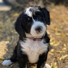 Australian Cattle Dog and Bernedoodle Puppies from Diamond U Doodles & True Grit Stockdogs