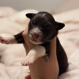 Lyra AKC - Red tri-color female Australian Shepherd puppy in Polk City, Florida from Skaky Shepherds