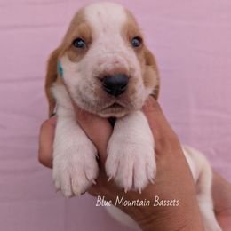 Miner - Red and white male Basset Hound puppy in Pilot Rock, Oregon from Blue Mountain Bassets