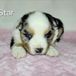 Star - Blue merle female Australian Shepherd puppy in Owensboro, Kentucky from JnT's Bluegrass Mini Aussies