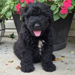 AKC Raven - Black female Bouvier des Flandres puppy in Marionville, Missouri from Sandbox Puppies