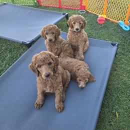 Poodle puppies from Choice Red Standards