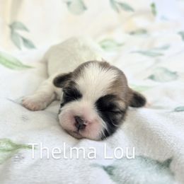 Thelma Lou - Brown and white Shichon puppy in Ronda, North Carolina from Willow River