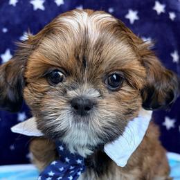 Randy - Red male Shih Tzu puppy in Hemet, California from Aloha Shih Tzu