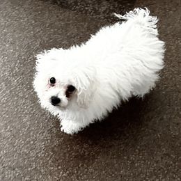 Roma - White female Bolognese puppy in Mechanicsburg, Pennsylvania from Sweet Angels Bolognese