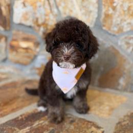 TEACUP Bear - Red tri-color male Aussiedoodle puppy in Sharpsburg, Georgia from Steindoodles