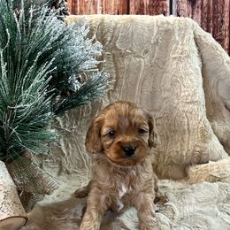 Cavapoos, Cockapoos, and Poodles from Shaffer Top Notch Puppies
