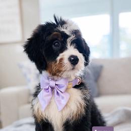Lucy - Tri-color female Bernedoodle puppy in Port Orange, Florida from Royal doodles of Florida