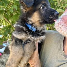 Blue Collar Male - CALYPSO - Black and red male German Shepherd puppy in Paso Robles, California from Central Coast German Shepherds