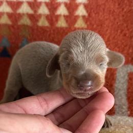 Otis - Fawn (isabella) and tan male Dachshund puppy in Okeechobee, Florida from HotShot Kennels