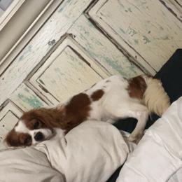 Parish - Cavalier King Charles Spaniel