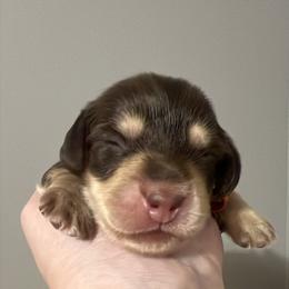 Reese's AKC PRA  CLEAR - Chocolate and cream female Dachshund puppy in Miami, Florida from Maitime Dachshund