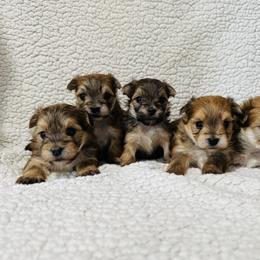 Australian Shepherd and Morkie Puppies from Larson’s Legacy Aussome Aussie Kennels