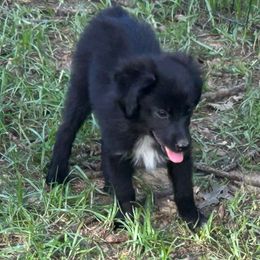 Woodstock - Black & white male Miniature Australian Shepherd puppy in Crosby, Texas from TriplecminiaussiesAndCorgis