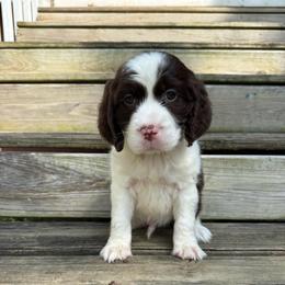 Treaty Oak - Liver and white male English Springer Spaniel puppy in Cookeville, Tennessee from Krossroads Kennel