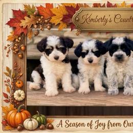 Red girl - Liver female Miniature Schnauzer puppy in Albany, Louisiana from Kimberly's Schnauzers