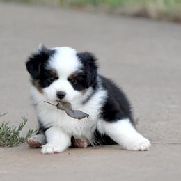 Cosmo - Black tri male Miniature Australian Shepherd puppy in Wichita Falls, Texas from Shooting Stars Ranch Toy and Mini Aussies
