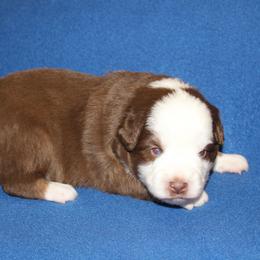 Cider - Red tri-color male Miniature American Shepherd puppy in Hillsdale, Michigan from Faithwalk Aussies and Mini American Shepherds