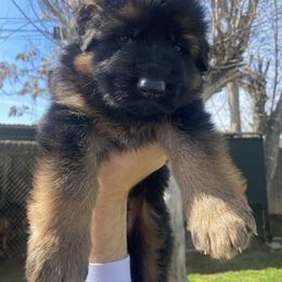 German Shepherd Puppies from Aguirre farm