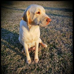 Bailey - Labrador Retriever