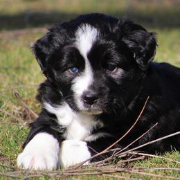 Miniature Australian Shepherd Puppies from Mutton Creek Aussies
