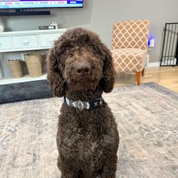 Lucy - Chocolate female Goldendoodle puppy in Joilet, Montana from L&Z Goldendoodles