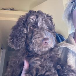 Cocoa - Chocolate male Australian Labradoodle puppy in Eagle, Wisconsin from Fruitful Beginnings,LLC