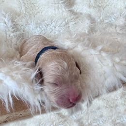 Goldendoodle Puppies from Grandview Goldendoodles