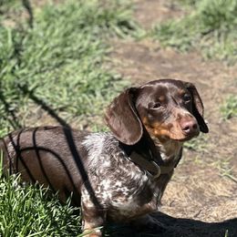 Tootsie - Dachshund