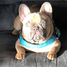 Bulldog and French Bulldog All Grown Up from Diamond In The Ruff Bulldogs