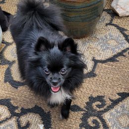 London - Pomeranian