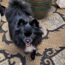 London - Pomeranian
