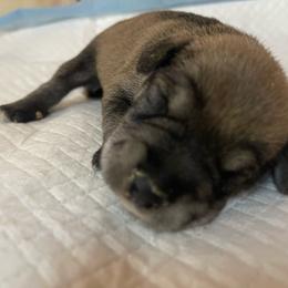 Miniature Schnauzer puppies from Rose Lane Schnauzers