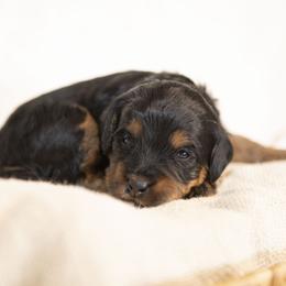 Tiana - Phantom female Bernedoodle puppy in Seffner, Florida from Gold Diamond Pup