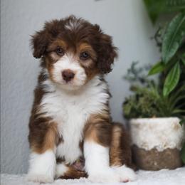 Aster - Red tri-color male Aussiedoodle puppy in Tonopah, Arizona from Kae's Kennels