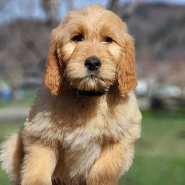 Dark green boy - Cream Goldendoodle puppy in Riggins, Idaho from Deep Canyon Puppies