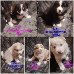Pomsky Puppies from Ultimate Pomskies LLC