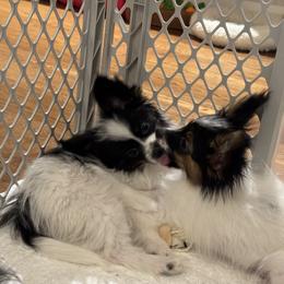 Papillon Puppies from Lena Cherkas