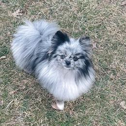 Manuka - Blue merle female Pomeranian puppy in Buck Valley, Pennsylvania from Buck Valley Pomeranians