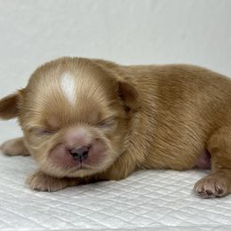 Balu - Cream and white male Shih Tzu puppy in Bloomington, California from Horacio Basulto's Shih Tzu